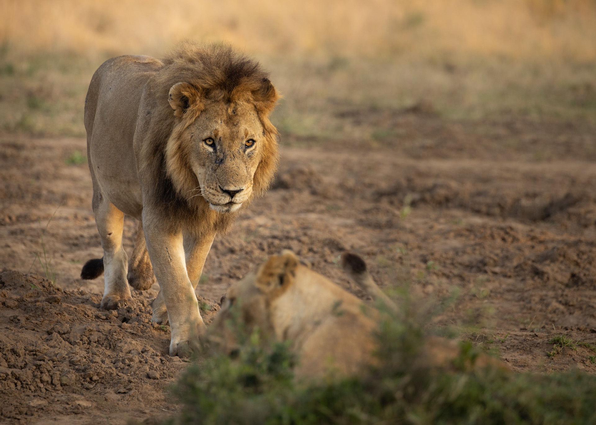 Lion walking  