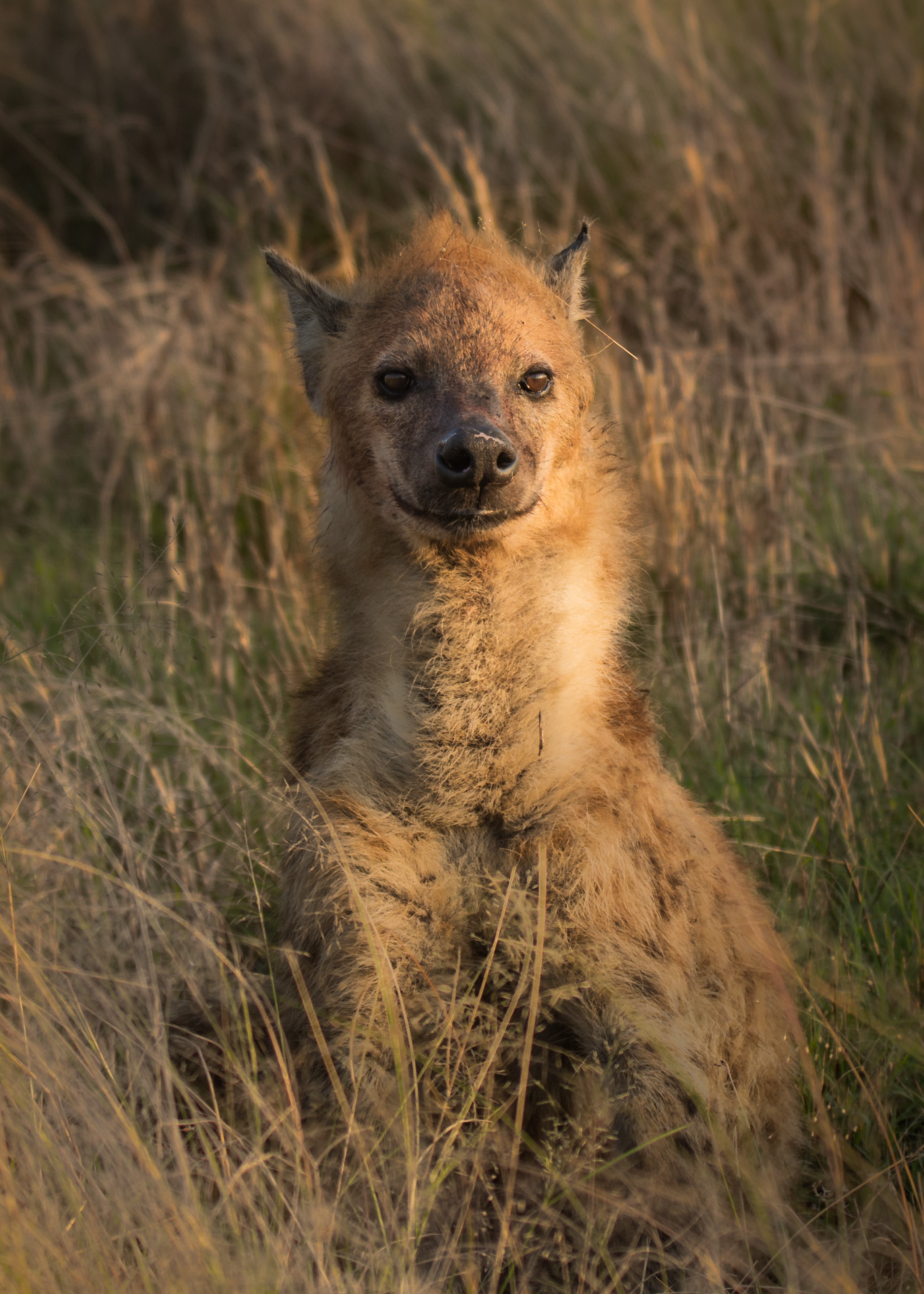 hyena 