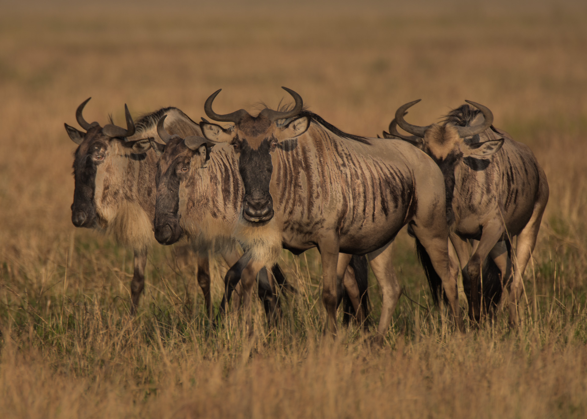 Wildebeest