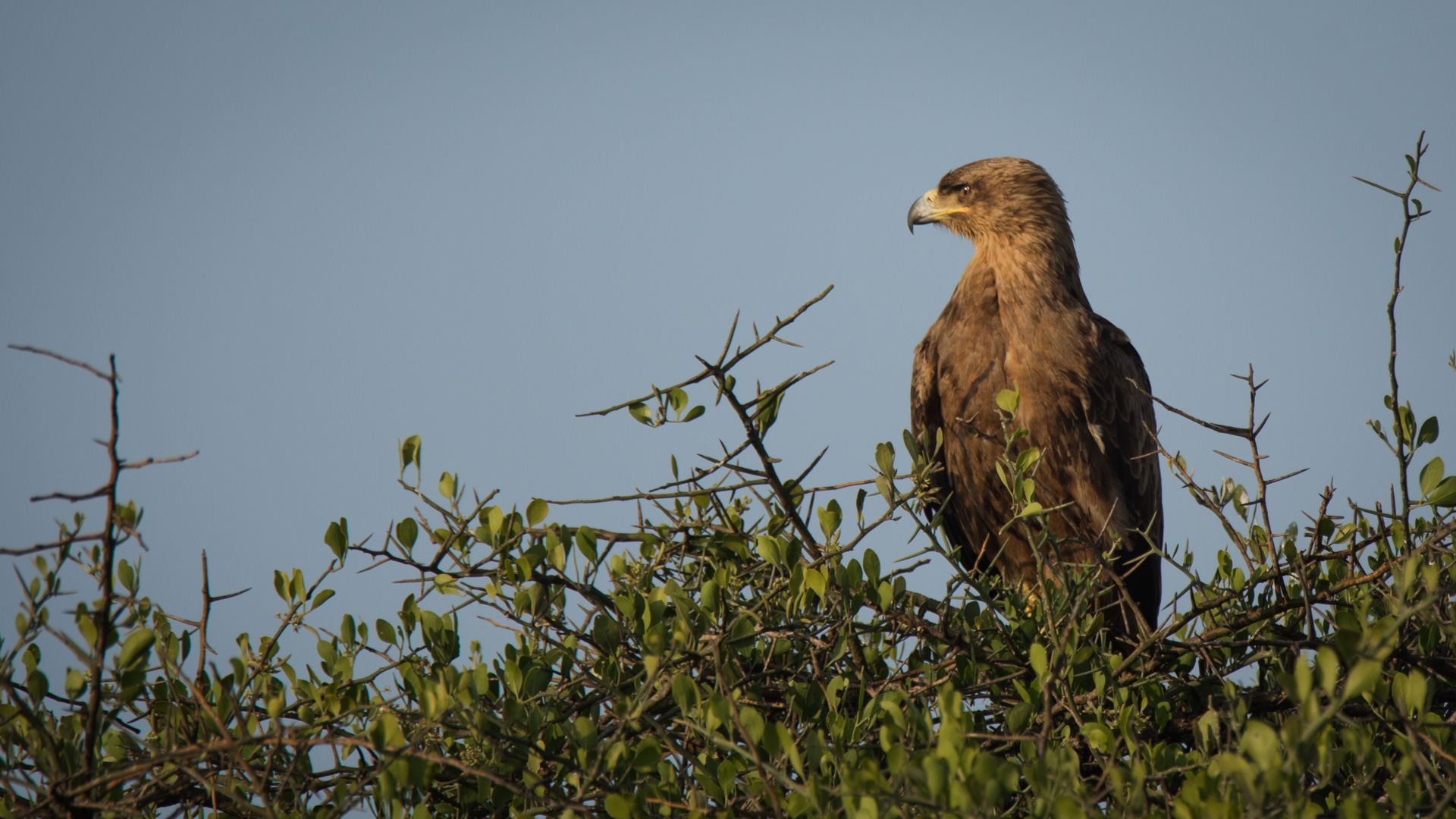 Steppe Eagle in tree