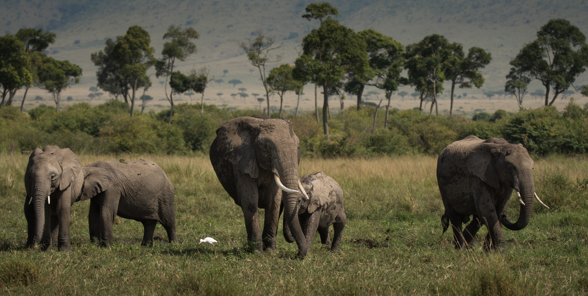 Elephant Herd 