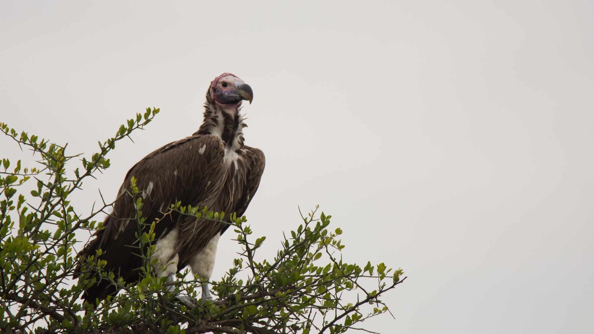 Lappet-faced Vulture