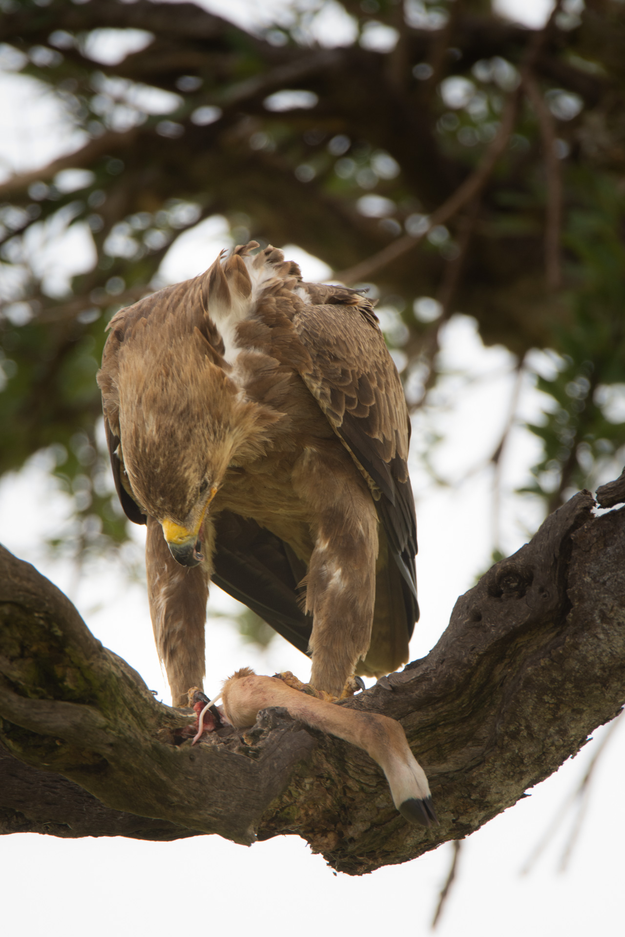 Tawny Eagle with Impala Leg