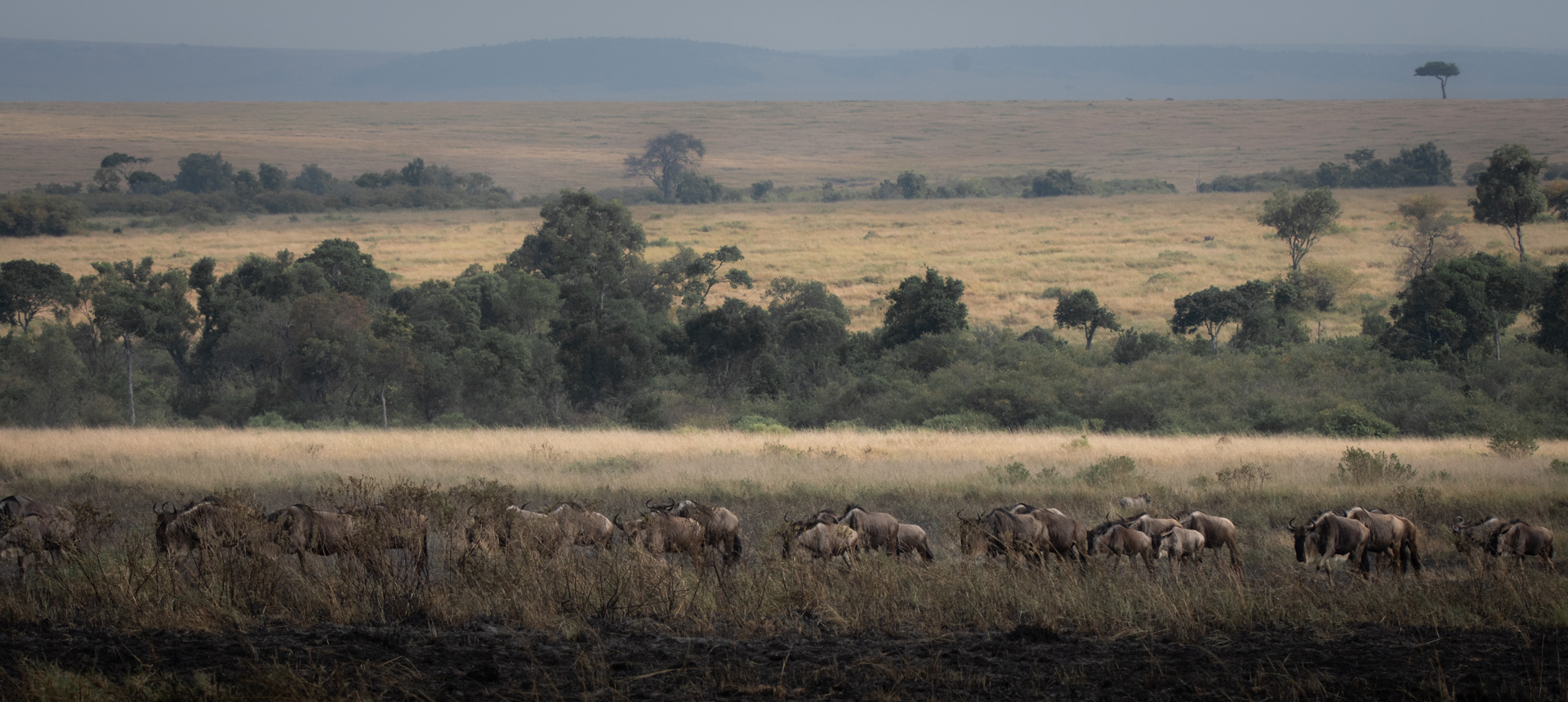Wildebeest