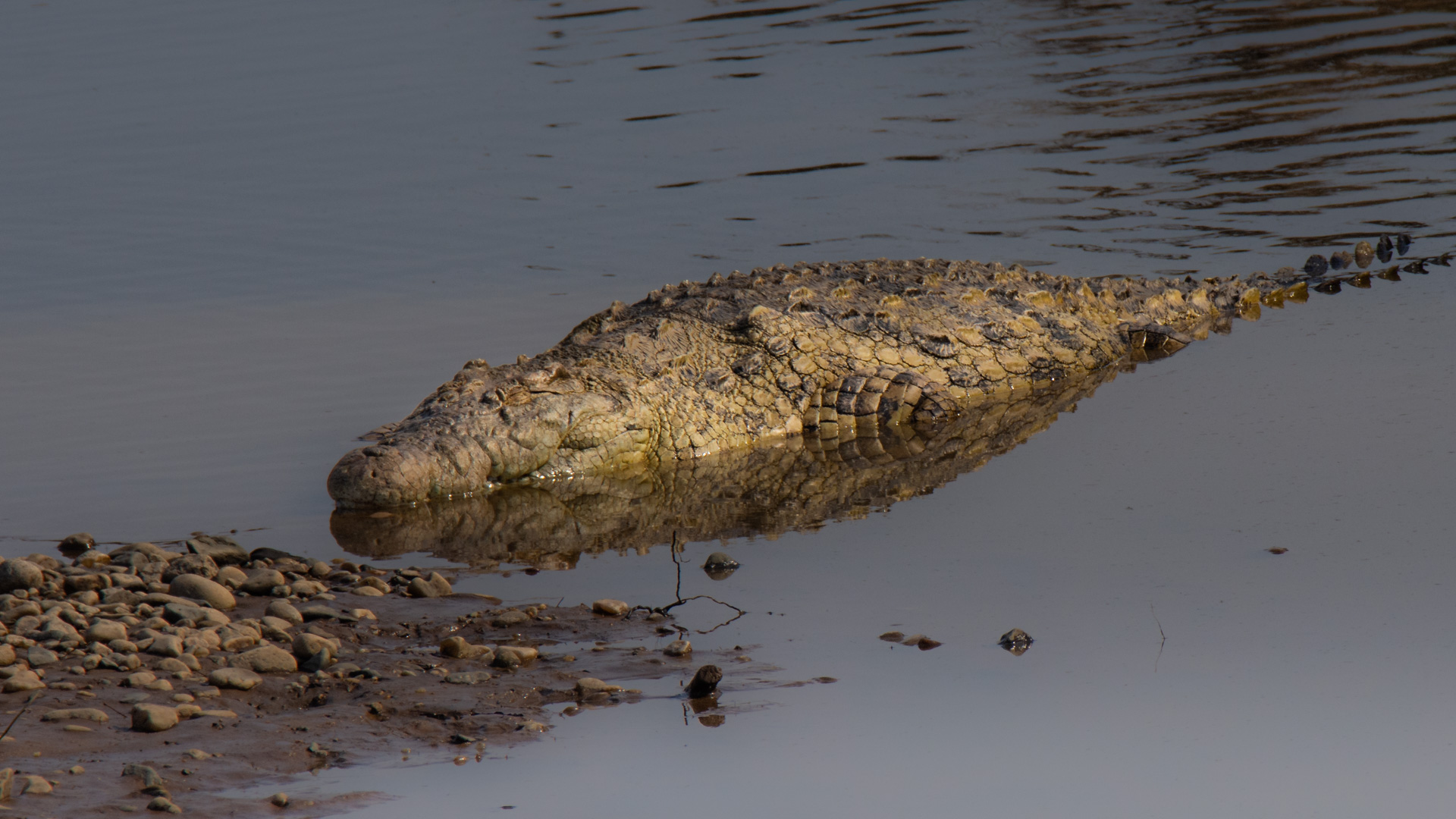 Solo croc