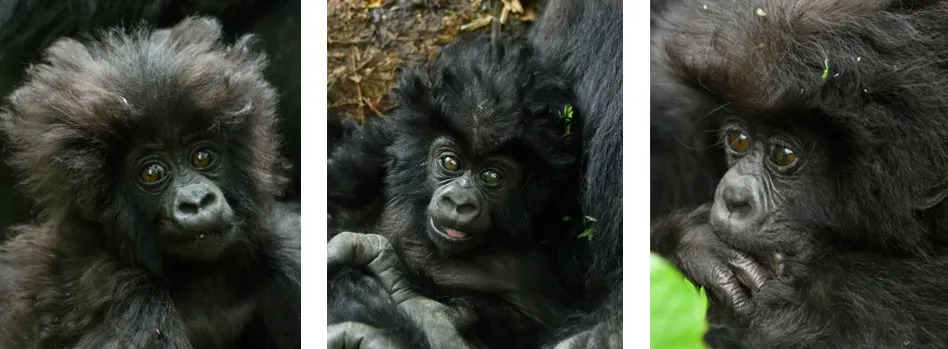 Gorilla naming ceremony collage 4