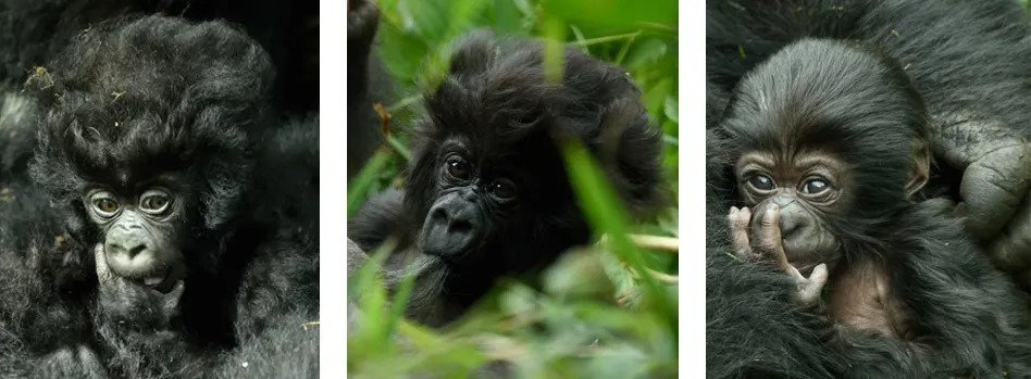 Gorilla naming ceremony collage 5