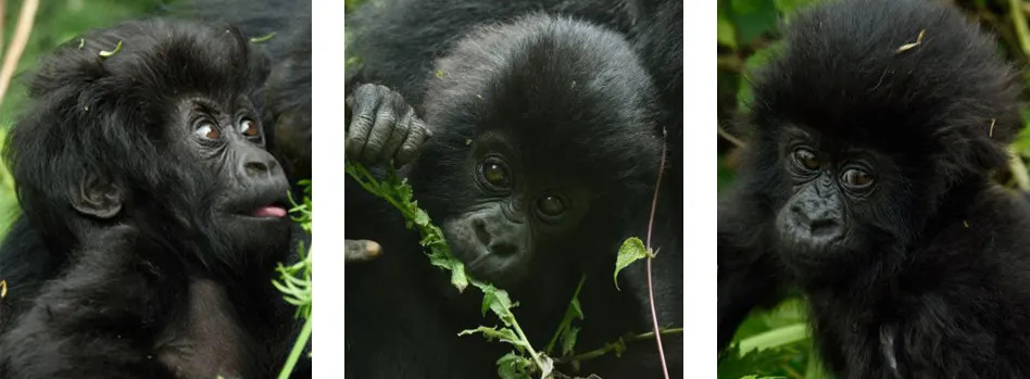 Gorilla naming ceremony collage 6
