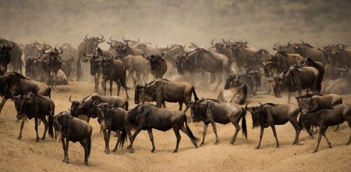 Great herds of wildebeest have returned to the Mara Triangle over the past week 