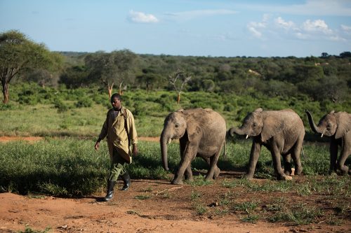 An elephant keeper walks his group of orphaned elephants out into the wild
