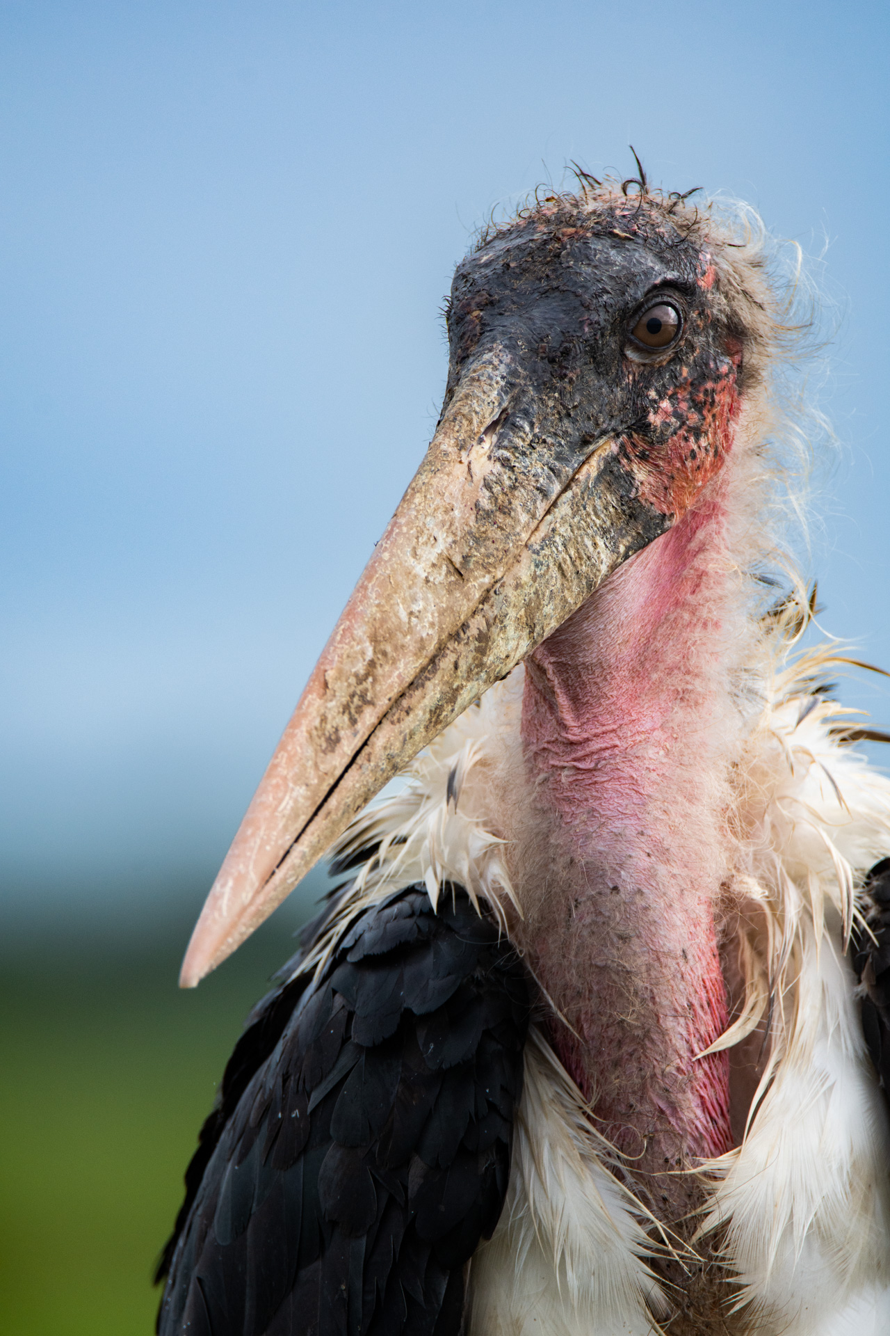 Marabou stork