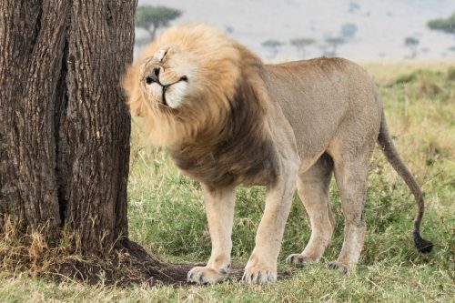 Though a welcome chill to the day, the rain makes for a heavy mane

