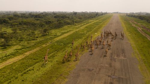 A large journey of giraffe gather at the Angama airfield
