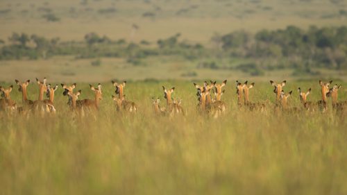 The tall green grasses of the Mara are what makes photography in this beautiful reserve so unique