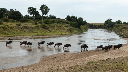 Above: The Great Migration has begun its annual procession into the Mara
