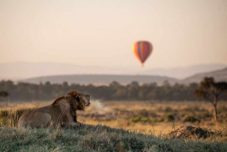 Male lion roaring in the MAasai Mara with hot air balloon
