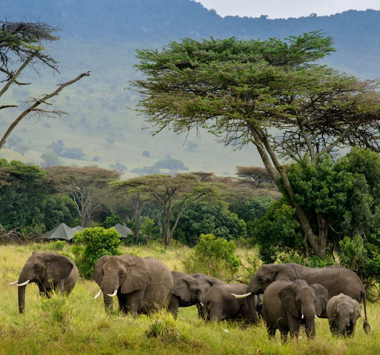 Elephants in front of Angama Safari Camp