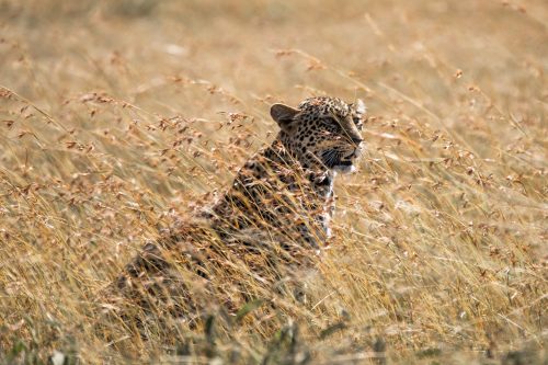Above: The Salt Lick Female Cub scouts out for friend and foe in the long grass 