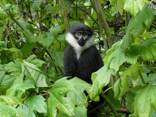 Above: A L'Hoest's monkey looks out from its green perch